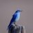 ElPajaro_Larry