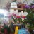 Humbert60164269
