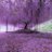 Japaver