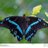 Mariposanegr9