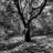 MoisesCiryx