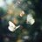 Molu_55