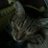 _Carolinac16