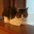 gceballosa