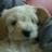maub_00